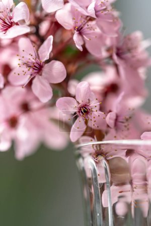 Foto de Ramillete de ramas de albaricoque florecientes en copa de vino. Flores de cerezo Sakura japonesas. Concepto de primavera. Enfoque suave, profundidad de campo poco profunda. - Imagen libre de derechos
