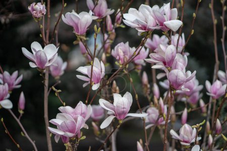 Photo for Blooming magnolia bush with pink flowers on branches in spring. Blossom, floral background. Tender pink flowers in springtime. - Royalty Free Image