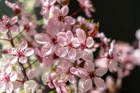 Téléchargez les photos : Branche d'abricot en fleurs avec des fleurs roses gros plan. Les cerisiers Sakura japonais fleurissent. Concept du printemps. Mise au point douce, faible profondeur de champ. - en image libre de droit