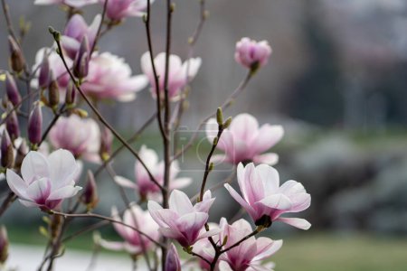 Foto de Arbusto floreciente de magnolia con flores rosadas en ramas en primavera. Flor, fondo floral. Flores rosadas tiernas en primavera. - Imagen libre de derechos