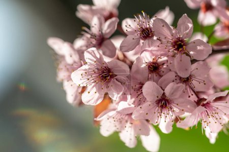 Téléchargez les photos : Branche d'abricot en fleurs avec des fleurs roses gros plan. Les cerisiers Sakura japonais fleurissent. Concept du printemps. Mise au point douce, faible profondeur de champ. - en image libre de droit