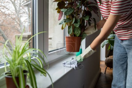 Photo for Woman make daily house chores dust off from surfaces. Domestic work. Housewife, cleaner, professional maid wearing rubber protective gloves wiping windowsill with rag. Perform housekeeping job service - Royalty Free Image