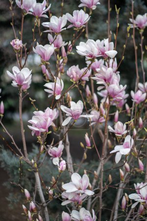 Photo for Blooming magnolia bush with pink flowers on branches in spring. Blossom, floral background. Tender pink flowers in springtime. - Royalty Free Image