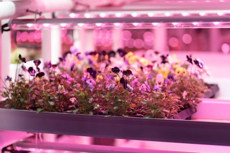 Photo for Seedlings of pansies growing in hothouse under purple LED light. Hydroponics indoor vegetable plant factory. Greenhouse with agricultural cultures and led lighting equipment. Green salad farm. - Royalty Free Image