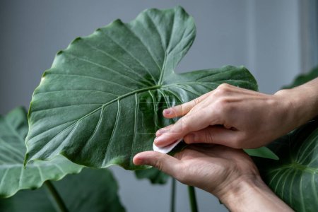 Les mains de l'homme essuyant la poussière des feuilles d'Alocasia, prenant soin de la plante d'intérieur à l'aide d'un coton humide, hydrate pendant la période de chauffage, foyer sélectif, gros plan. La poussière dans l'appartement, 