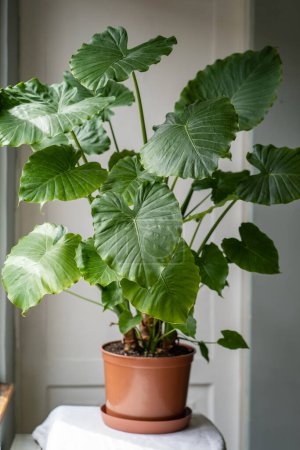 Alocasia Portadora plante d'intérieur gros plan à la maison. Éléphants géants oreille plante avec de grandes feuilles vertes luxuriantes. Jardinage d'intérieur, passe-temps, concept d'amoureux des plantes. 