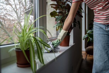 Photo for Close up of female hand in rubber glove cleaning dust off window sill, removing dirt from surfaces at home. Woman using cotton cloth to clean windowsill, cleaning apartment - Royalty Free Image