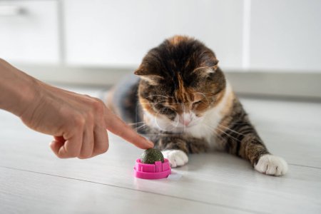 Photo for Pet owner point finger on toy from catmint. Interested fluffy cat having fun with catnip ball. Multicolour kitty pet wrinkles muzzle with pleasure lying on kitchen floor. Love house animals. - Royalty Free Image