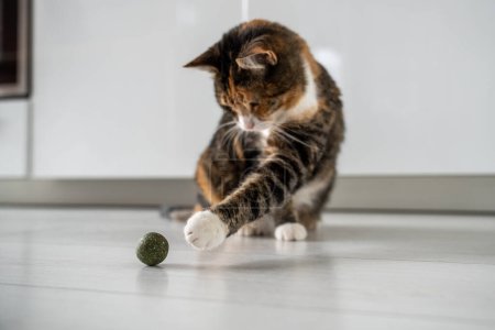 Photo for Playful fluffy kitty pulls paw towards toy catnip. Useful entertainment for pets. Multicoloured cat play with ball from dark green catmint or catswort. Love house animals. Owner buy toy for tomcat. - Royalty Free Image