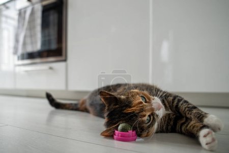 Photo for Pleased calm cat enjoy with catnip ball toy. Furry pets favourite pastime. Fluffy multicolour kitty wrinkles muzzle with pleasure lying on kitchen floor. Love house animals. Best for pets. - Royalty Free Image
