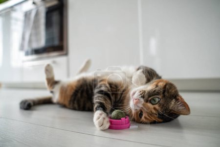 Photo for Playful cat having fun with catnip ball toy. Furry pets favourite pastime. Fluffy multicolour kitty wrinkles muzzle with pleasure lying on kitchen floor. Love house animals. Best for pets. - Royalty Free Image