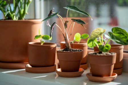Photo for Small Alocasia and Pilea plant in clay pots on windowsill at home. Decorative baby houseplant in flowerpot in sunny living room, selective focus. Indoor gardening concept. - Royalty Free Image