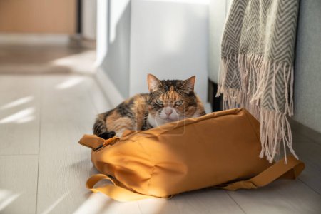 Photo for Always find your comfortable place. Disgruntled fluffy cat lies on owner backpack thrown on floor. Lazy pet lay down on bag left enjoys warm sunshine at home. Cute kitty can scratch if disturb - Royalty Free Image