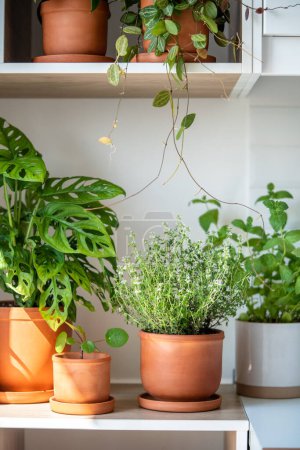Fresh aromatic garden herbs and houseplants in terracotta pot in the kitchen. Seedling of herbal plants for healthy cooking - thyme and mint. Home gardening and cultivation