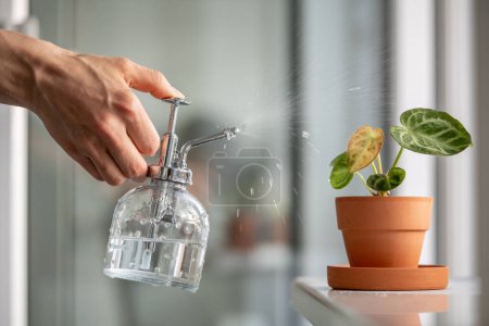 Photo for Woman spraying plant in clay pot. Female hand sprays water on small Anthurium Silver Blush houseplant, moisturizes air surround leaves during summer season. Greenery at home. Plant care, hobby. - Royalty Free Image