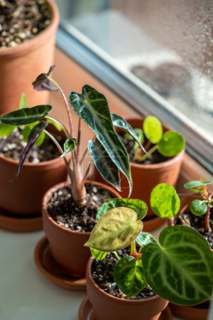 Photo for Small Alocasia and Anthurium Silver Blush plant in clay pots on windowsill at home. Decorative baby Pilea houseplant in flowerpot in sunny living room, selective focus. Indoor gardening concept. - Royalty Free Image