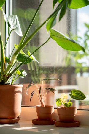 Photo for Small Alocasia and Monstera plant in clay pots on windowsill at home. Decorative baby Anthurium Silver Blush houseplant in flowerpot in sunny living room, selective focus. Indoor gardening concept. - Royalty Free Image