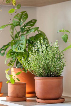 Photo for Fresh aromatic garden herbs and Monstera houseplant in terracotta pot in the kitchen. Seedling of Thyme herbal plant for healthy cooking. Home gardening and cultivation - Royalty Free Image