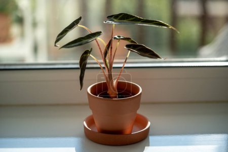 Photo for Small Alocasia Bambino plant in clay pot on windowsill at home. Decorative baby Alocasia Polly Sanderiana houseplant in flowerpot in sunny living room. - Royalty Free Image