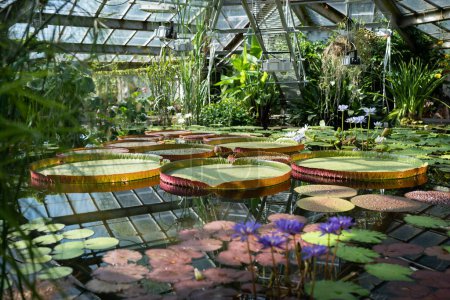 Photo for Greenhouse with tropical Victoria Amazonica. Pond in glasshouse with giant water lily and aquatic plants. - Royalty Free Image