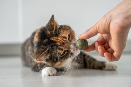 Photo for Playful kitty sniff toy from catnip in owners hand. Multicoloured cat play with ball from dark green catmint. Useful entertainment for pets. Love house animals. Buy toy for tomcat. Tomcat go nuts - Royalty Free Image