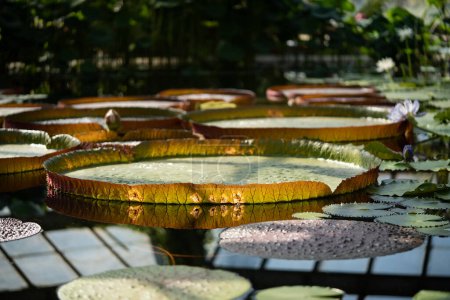 Photo for Greenhouse with tropical Victoria Amazonica. Pond in glasshouse with giant water lily and aquatic plants. - Royalty Free Image