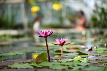 Téléchargez les photos : Glasshouse avec plante aquatique et fleur rouge en fleurs, foyer doux. Serre botanique avec nénuphars et lotus, gros plan. - en image libre de droit