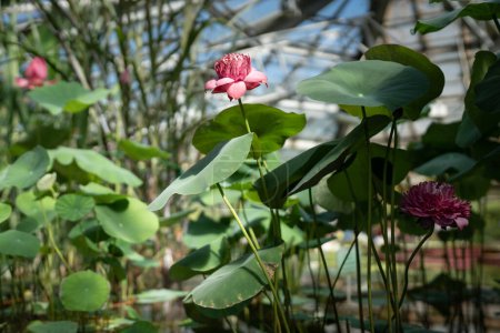 Photo for Pink lotus water lily blooming in glasshouse. Tropical aquatic plant in greenhouse. Springtime concept. - Royalty Free Image