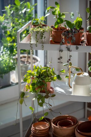 Photo for Small sprouts plants in terracotta pots on cart at home. Watering can and flowerpots, houseplants - pilea, ceropegia, peperomia, dischidia on metal shelfs. Indoor gardening, greenery at living room - Royalty Free Image