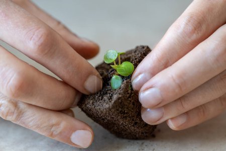 Photo for Transplanting rooted small Pilea plant seedling into a pressed coconut substrate. Woman hands replanting little houseplant in peat tablet. Careful transplantation, home gardening, hobbies concept - Royalty Free Image