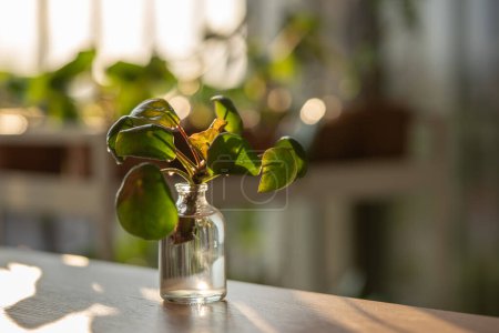 Photo for Closeup of sprout Pilea peperomioides cuttings with roots in glass jar at home over sunset light on background. Indoor gardening concept - Royalty Free Image