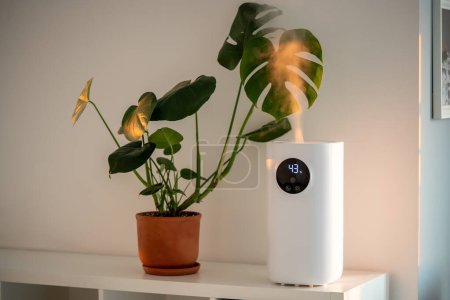 Photo for Modern humidifier at home, moistens dry air surrounded by indoor Monstera houseplant. Humidification, plant care, comfortable living conditions concept. Diffuser, apartment with moisturizer - Royalty Free Image