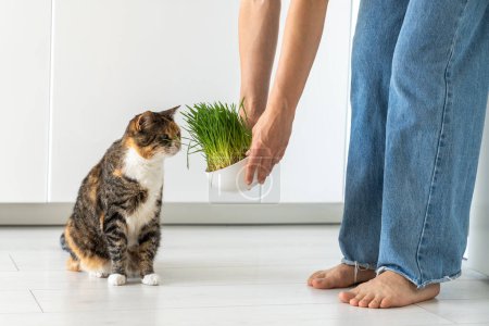 Tratamiento natural de bolas de pelo para gatos. Propietaria de mascotas sosteniendo hierba verde en un tazón - semillas germinadas de avena para gatito, fuente de vitaminas, prevención de pelotas en los intestinos. 