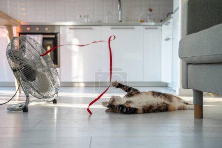 Foto de Calor de verano y mascota en casa. Gato juguetón tirado en el suelo, escapa del calor con la ayuda de un ventilador, jugando con cinta roja en el viento, vista superior. Stuffiness en apartamento sin aire acondicionado. - Imagen libre de derechos