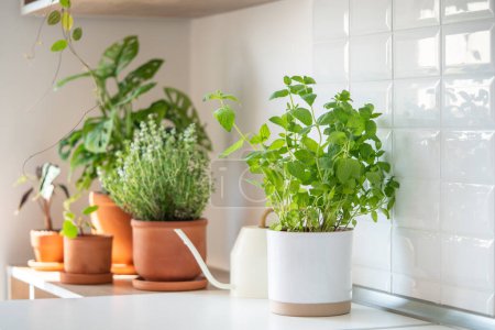 Photo for Fresh aromatic garden herbs in terracotta pot in the kitchen, selective focus. Seedling of herbal plants for healthy cooking - thyme and mint. Home gardening and cultivation - Royalty Free Image
