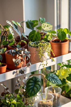 Photo for Sprouts plants in terracotta pots on cart at home. Houseplants - Pilea, Peperomia, Ceropegia, Alocasia Dragon Scale on metal shelfs. Plant cuttings in plastic cups with moss. Indoor gardening concept - Royalty Free Image