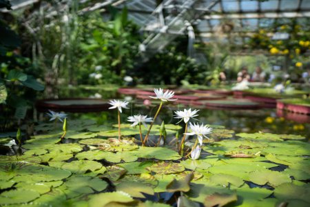 Téléchargez les photos : Glasshouse avec plante aquatique et fleur en fleurs, foyer doux. Serre botanique avec nénuphars et lotus, gros plan. - en image libre de droit