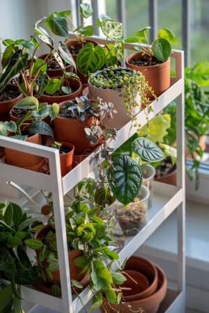 Photo for Sprouts plants in terracotta pots on cart at home. Houseplants - Pilea, Peperomia, Ceropegia, Alocasia Dragon Scale on metal shelfs. Plant cuttings in plastic cups with moss. Indoor gardening concept - Royalty Free Image
