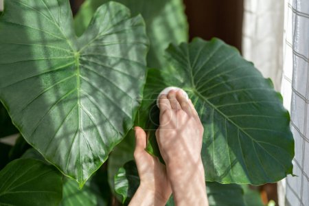 Photo for Woman hand take care of ornamental plant wipes leaves alocasia with cotton pad at greenery orangery at home. Moisturises houseplant during summer season. Home gardening. Plant lovers, green hobby. - Royalty Free Image