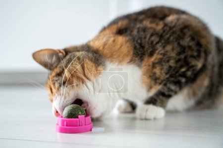 Foto de Gato juguetón comiendo bola de juguete en estuche de plástico de catnip para dientes sanos y limpios en casa. Satisfecho gatito esponjoso disfrutar de la golosina para mascotas casa merienda de menta. El placer de complacer a los animales comida favorita - Imagen libre de derechos