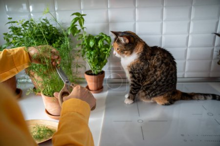 Photo for Woman cutting growing fresh dill putting in plate on kitchen at home for cooking using scissors, hands close-up. Pet cat sits near looks at plant. Eco friendly organic greenery for preparing food. - Royalty Free Image