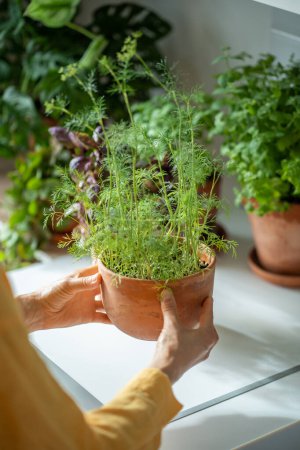 Photo for Woman puts dill plant in pot on table on kitchen at homem hands close-up. Growing planting fresh greenery for cooking, prepare food. Culinary, cuisine concept. Eco friendly plants, healthy lifestyle. - Royalty Free Image