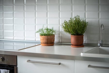 Photo for Organic herbs growing at home. Fresh green dill and thyme growing in clay pot in kitchen. Indoor gardening. Grow seedlings in apartment. - Royalty Free Image