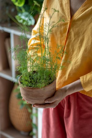 Photo for Greens fresh dill in pot in female hands. Concept grow fresh herbal plants in home garden on kitchen. Planting and food growing. Eco friendly bio small farm - Royalty Free Image