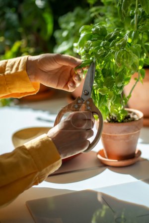 Photo for Female hands pruning green basil grown at home. Growing herbs daily use with food. Girl taking care grown green plants, shares leaves care in mobile application. - Royalty Free Image