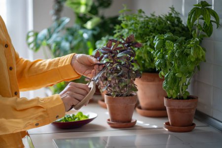 Photo for Hands with vintage wooden scissors cut leaves of organic basil growing in clay pot on kitchen table for cooking in sunlight. Eco friendly natural bio garden at home. Small farm on apartment tabletop - Royalty Free Image