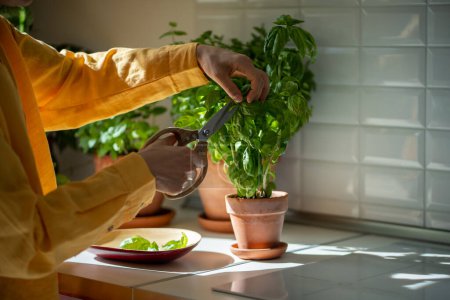 Photo for Pruning plants with scissors, gardening at home. Considerate hands carefully cut off excess green basil leaves for daily consumption with food. Engaged in trimming caring for indoor plants, greenhouse - Royalty Free Image