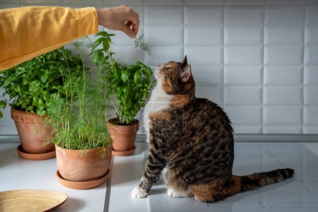 Photo for Cat sniffs dill, grown by hostess in the home garden. Love for fresh greens and pets. Mental health benefits of growing plants. Growing herbs for cooking. Close up. High quality photo. - Royalty Free Image