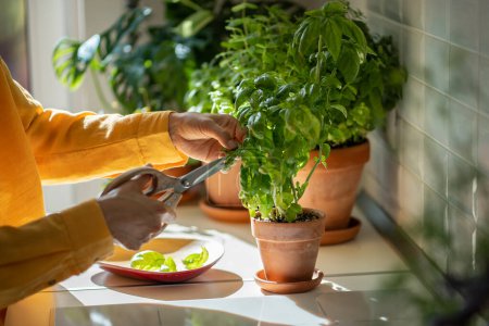 Photo for Woman cutting fresh leaves of home grown basil greens for cooking with scissors closeup. Harvest of aromatic herbs in terracotta pot in kitchen. Indoor herb gardening, healthy greenery food concept. - Royalty Free Image