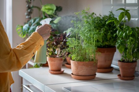 Photo for Spraying house plants, caring for indoors seedlings. Female hands in yellow shirt take care of young green fragrant aromatic fresh dill. Parsley cultivation, home herb, edible plants used for food. - Royalty Free Image
